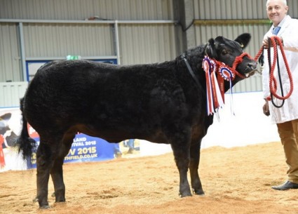 French Kiss the 2015 Smithfield Champion from Frank Page, Northants.