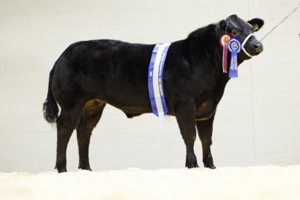 Black Rock - Reserve Calf Champion