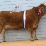 STOP PRESS: 24,000GNS BROCKHURST HOWZAT TAKES THE CHAMPIONSHIP & TOP PRICE AT 2015 RED LADIES DERBY