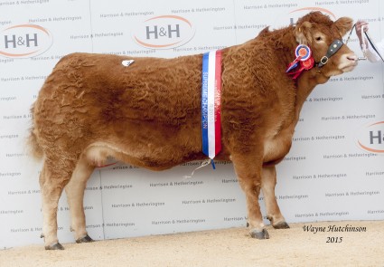 Brockhurst Howzat - Overall Champion - 24,000gns. Wayne Hutchinson / www.farm-images.co.uk