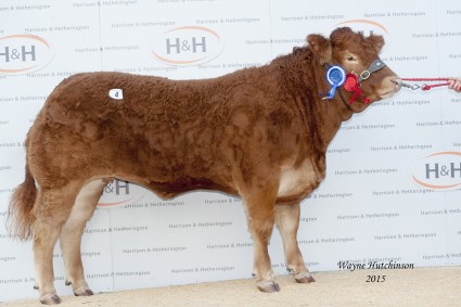 Goldies Inchantress - Res Overall Champion - 8000gns. Wayne Hutchinson / www.farm-images.co.uk