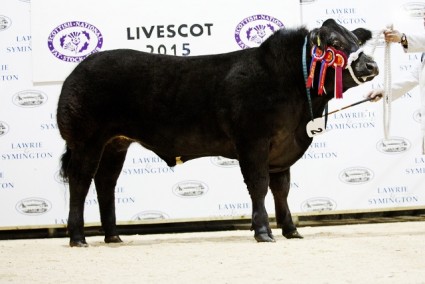 Hellava Stoat - Supreme Steer Champion