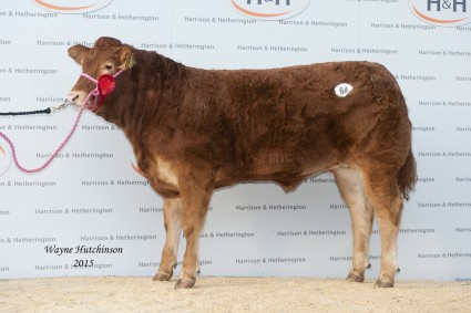 Melbreak Lucerne - 4000gns. Wayne Hutchinson / www.farm-images.co.uk