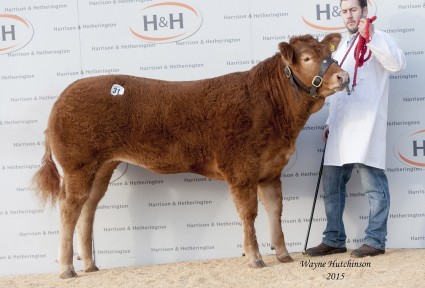 Nebo Janice - 5500gns. Wayne Hutchinson / www.farm-images.co.uk