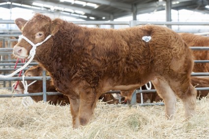 Oddacres Lemmy - 10,000gns. Wayne Hutchinson / www.farm-images.co.uk