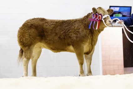 Randerstown Jasmine - Champion Pure Bred Animal & Lightweight Heifer Champion