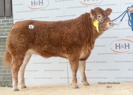 Romford Jessica - 9200gns. Wayne Hutchinson / www.farm-images.co.uk