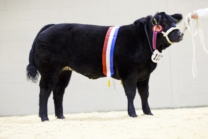 Rumpy Pumpy - Baby Calf Champion