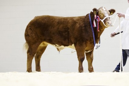 Split Decision - Lightweight Steer Champion