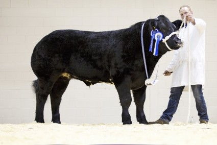 The Gambler - Reserve Champion Steer