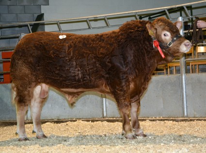 Res Champion & Top Price 'Dyfri Jordan' from Messrs DG &MJ Edwards Llandovery Sold at 6,000gns
