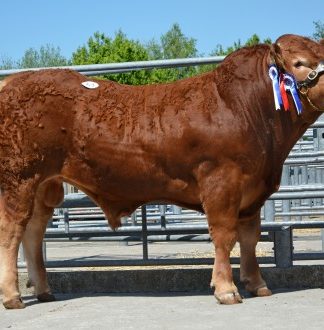 STOP PRESS: 8300GNS WHISKEY JAZEE TAKES THE TOP PRICE AT BRECON LIMOUSIN SALE