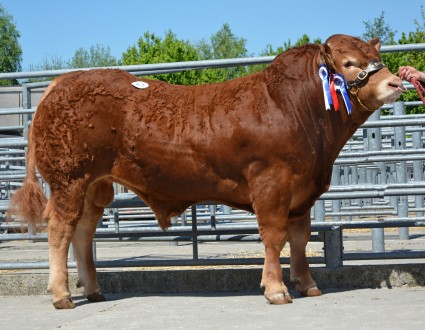 Whiskey Jazee 8300gns