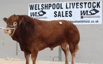 WILODGE BULLS LEAD LIMOUSIN TRADE AT WELSHPOOL