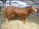 KILLERTON JACKFROST LEADS EXETER SOUTH WEST LIMOUSIN CLUB SALE AT 2900GNS