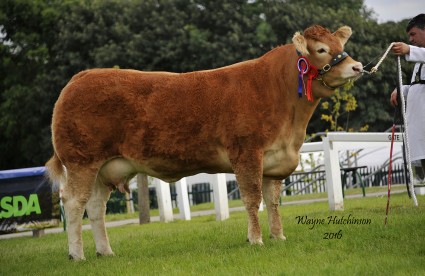 Brockhurst Heavenly Individual Interbreed Champion and Supreme Limousin Champion