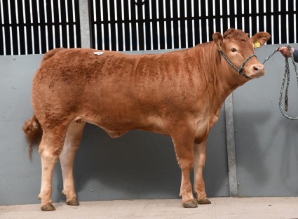 Dinmore Lanelle 16000gns