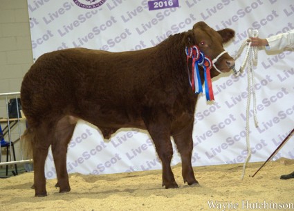 Reserve Supreme Champion and Champion Steer RED ALERT