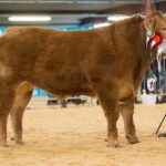 Tip-Top-Steer-and-Overall-Champion-425×284