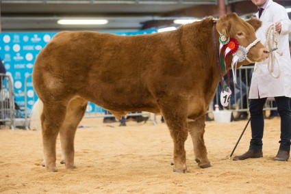 Tip Top Steer & Overall Champion WWF 2016