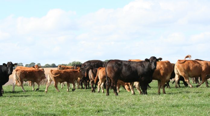 South East Limousin Commercial Herd Competition Results 2010