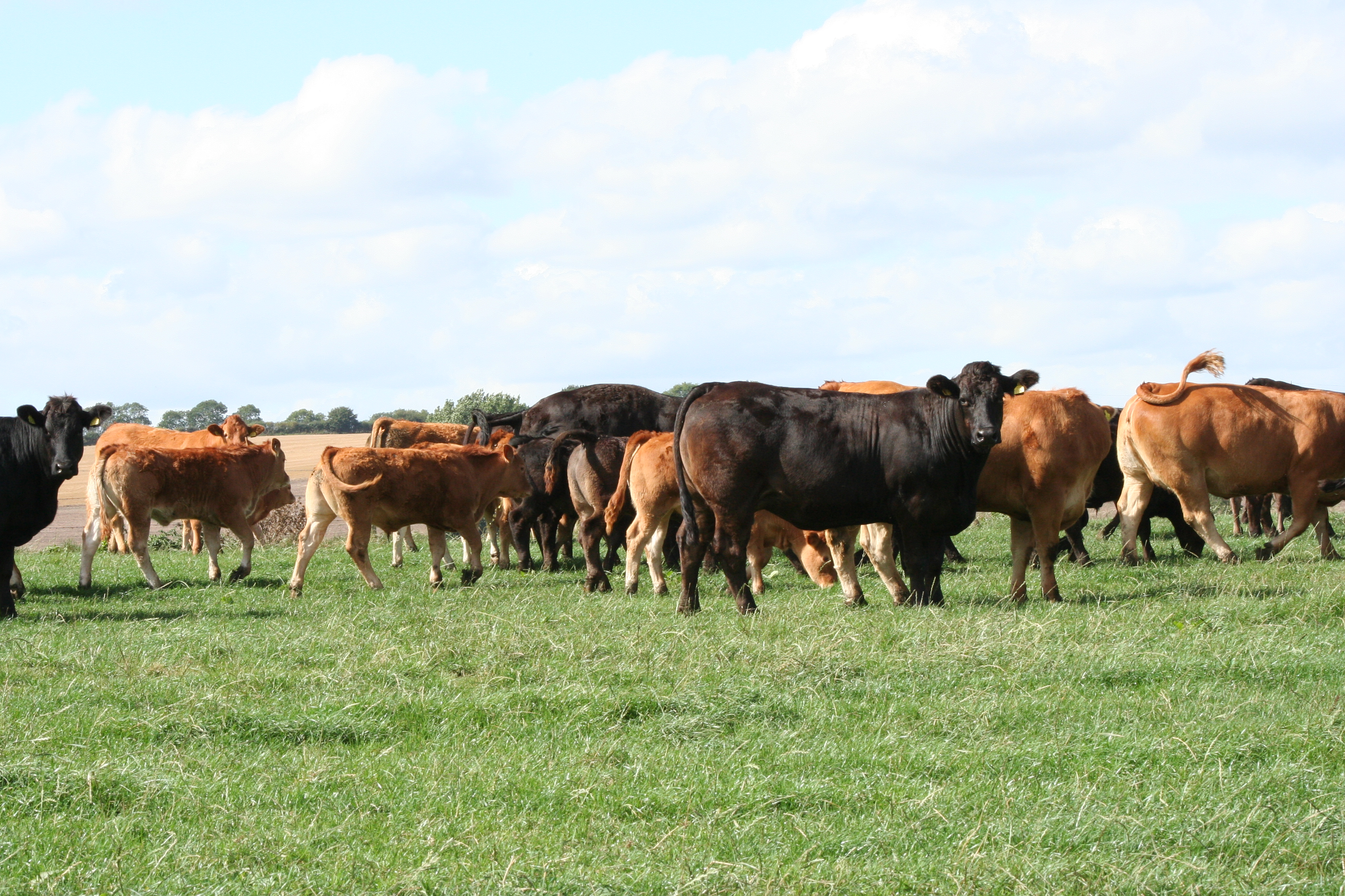 HIGH QUALITY COMMERCIAL ATTRIBUTES OF LIMOUSIN BREED TICKS ALL THE ...