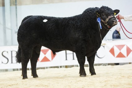 Westhall Black Lance 8,000gns