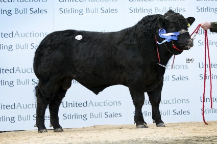 Goldies Black Lee 5,000gns