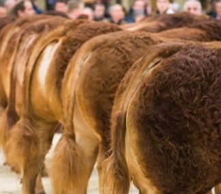 BRITISH LIMOUSIN SALES INCREASE ON THE YEAR TO £5,646,159
