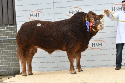 Gunnerfleet Lion 22,000gns