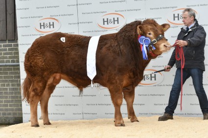 Maraiscote Lothario 19,000gns