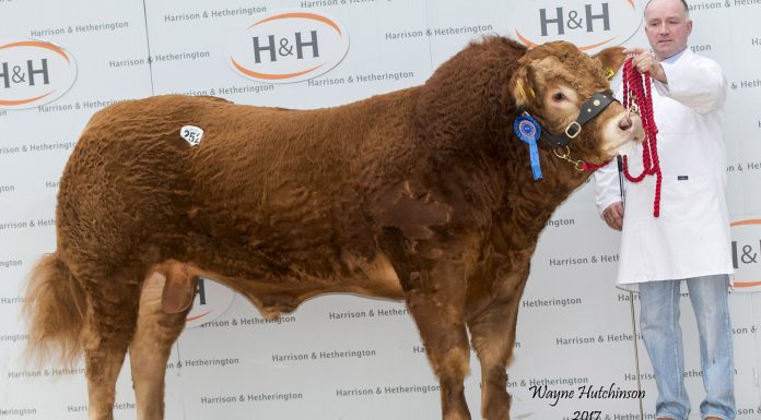 30,000GNS SWALESMOOR LIAM LEADS BIG DEMAND FOR LIMOUSIN BULLS AT CARLISLE