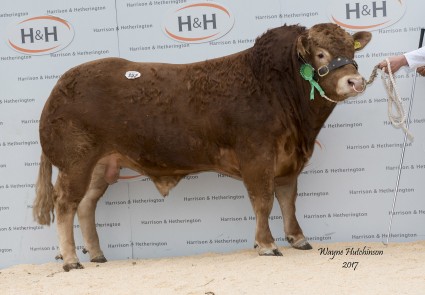 Swarland Leon - 13,000gns