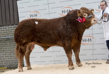 Swarland Likely Lad - Junior Champion - 22,000gns