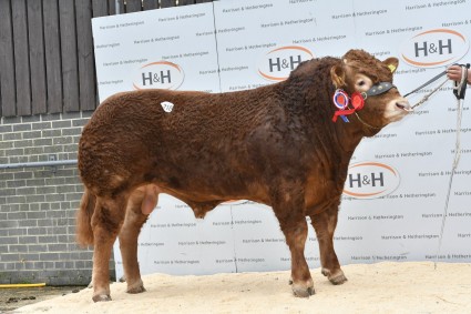 Swarland Likleylad 22,000gns