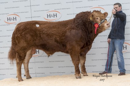 Westpit Lowry - 18,000gns