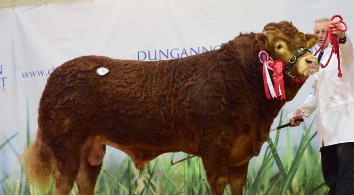 DRUMAGARNER LUKE TAKES OVERALL SUPREME CHAMPION AND 5000GNS TOP PRICE AT DUNGANNON LIMOUSIN