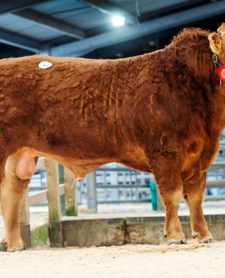CALOGALE HITS 6000GNS HIGH SPOT AT NEWARK LIMOUSIN DAY SALE