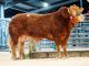 CALOGALE HITS 6000GNS HIGH SPOT AT NEWARK LIMOUSIN DAY SALE