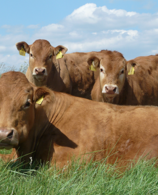 BLCS ANNOUNCES DELIVERY OF FOUR NEW MATERNAL GENOMIC BREEDING VALUES FOR THE COMMERCIAL SECTOR