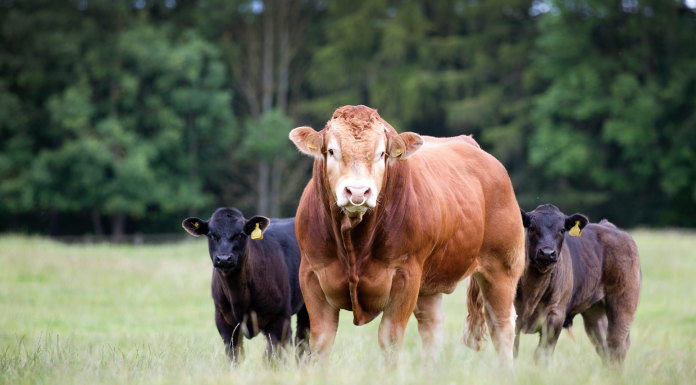 S Wales & Mid West Herd Competition Results