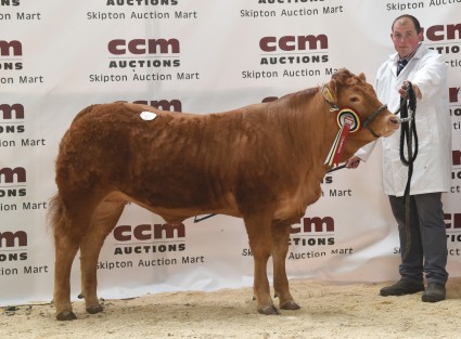 Heifer and female champion Hollingreave Mojo from S Littlewood.
