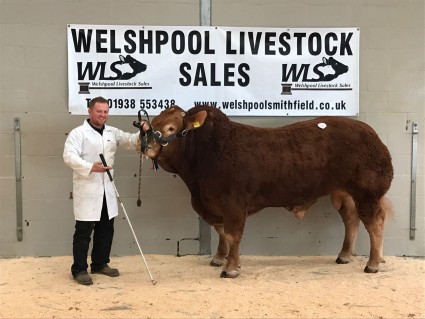 Reserve Supreme Champion 4,200gns