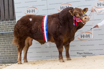 Wilodge Lookout - Overall Champion - 60,000gns