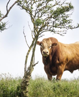 GASCOINES’ COMMERCIAL DISPERSAL TOPS AT £7,500