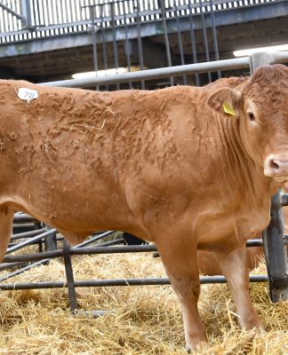 9,000GNS RONICK MERIBEL LEADS DEMAND FOR LIMOUSIN FEMALES AT CARLISLE
