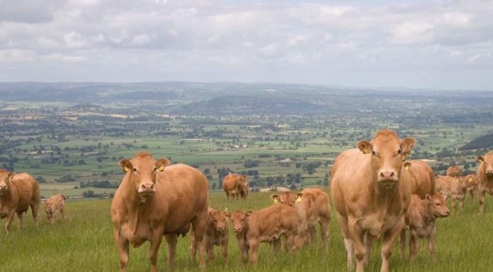 GARYVAUGHAN LIMOUSINS OPEN DAY