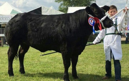 Kile Diamond Champion Young Beef Handler 2017