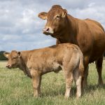 15,000GNS GAZELLE LEADS LIMOUSIN BREEDERS’ SALE AT CARLISLE