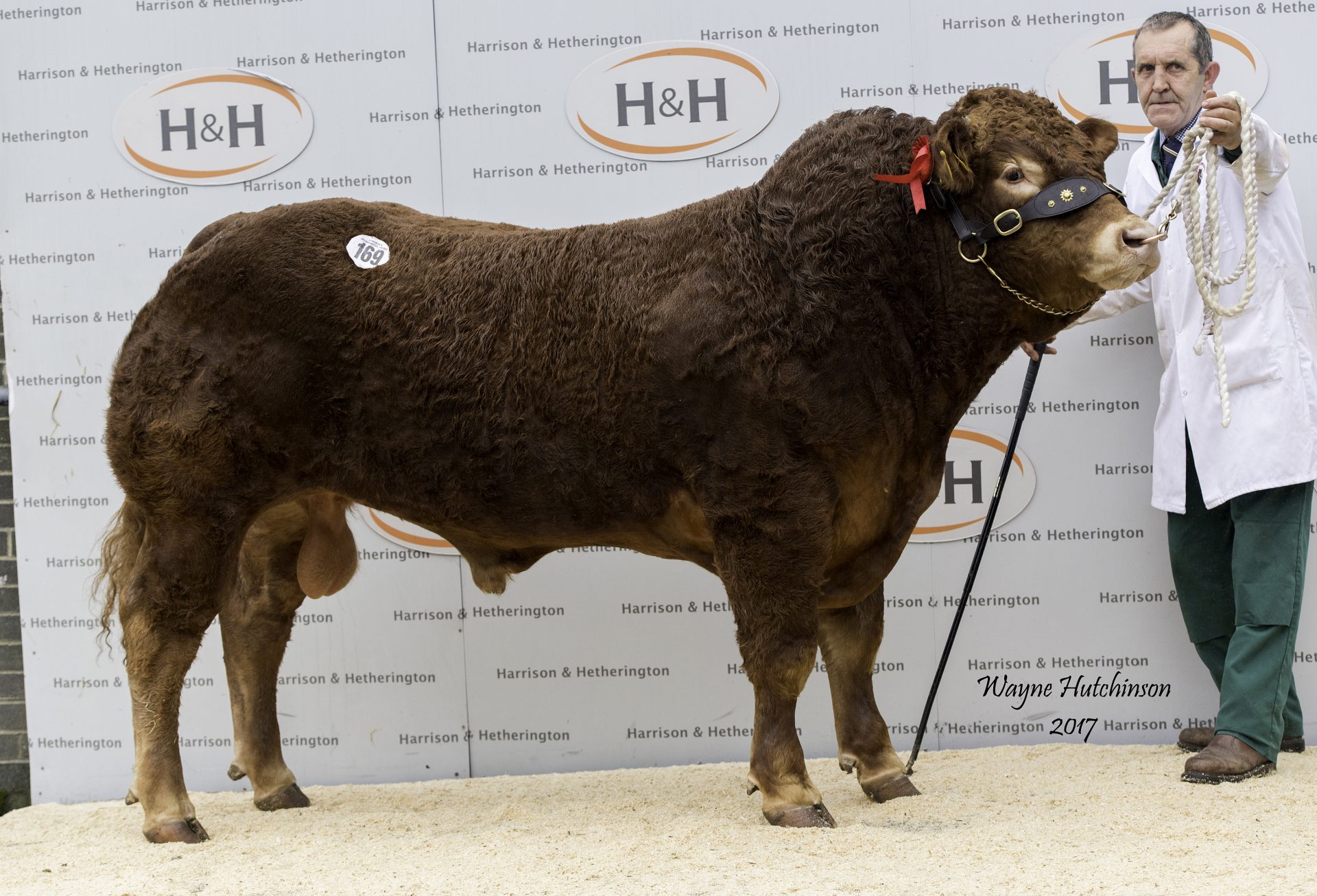 EASY CALVING BULLS IN BIG DEMAND AS AMPERTAINE MAGNUM LEADS CARLISLE